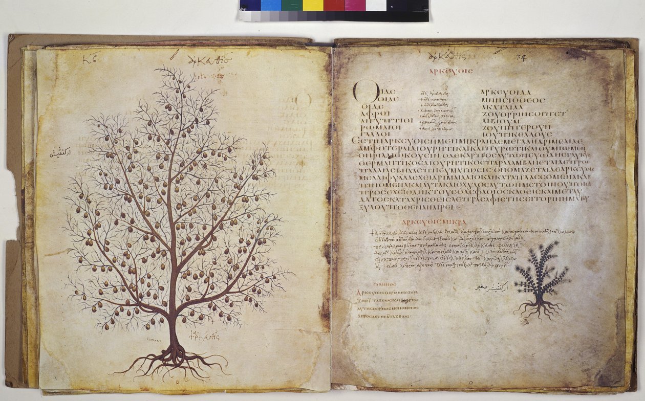 Dos páginas completas: estudio vegetal con inscripción de Erich Lessing