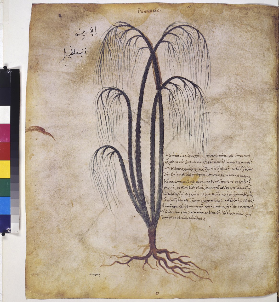 foll. 12v - 387r: "Herbario de Dioscórides". Página completa: estudio de plantas, con inscripción de Erich Lessing