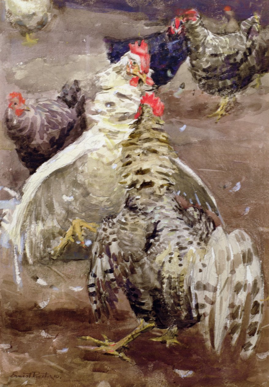 Gallos, 1910 de Ernest Procter