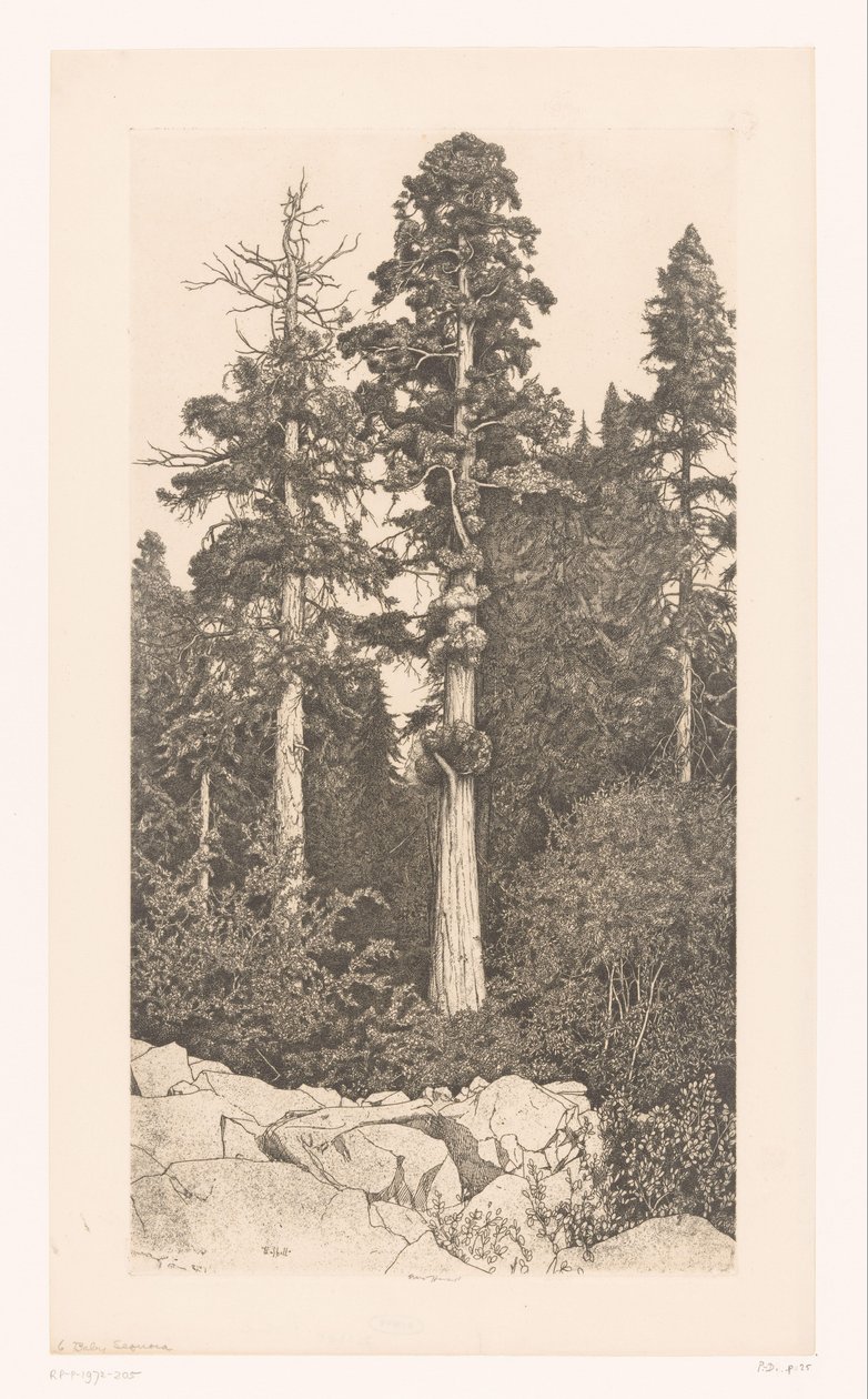 auge de la secoya bebé secoya de Ernest Haskell (signed by artist)