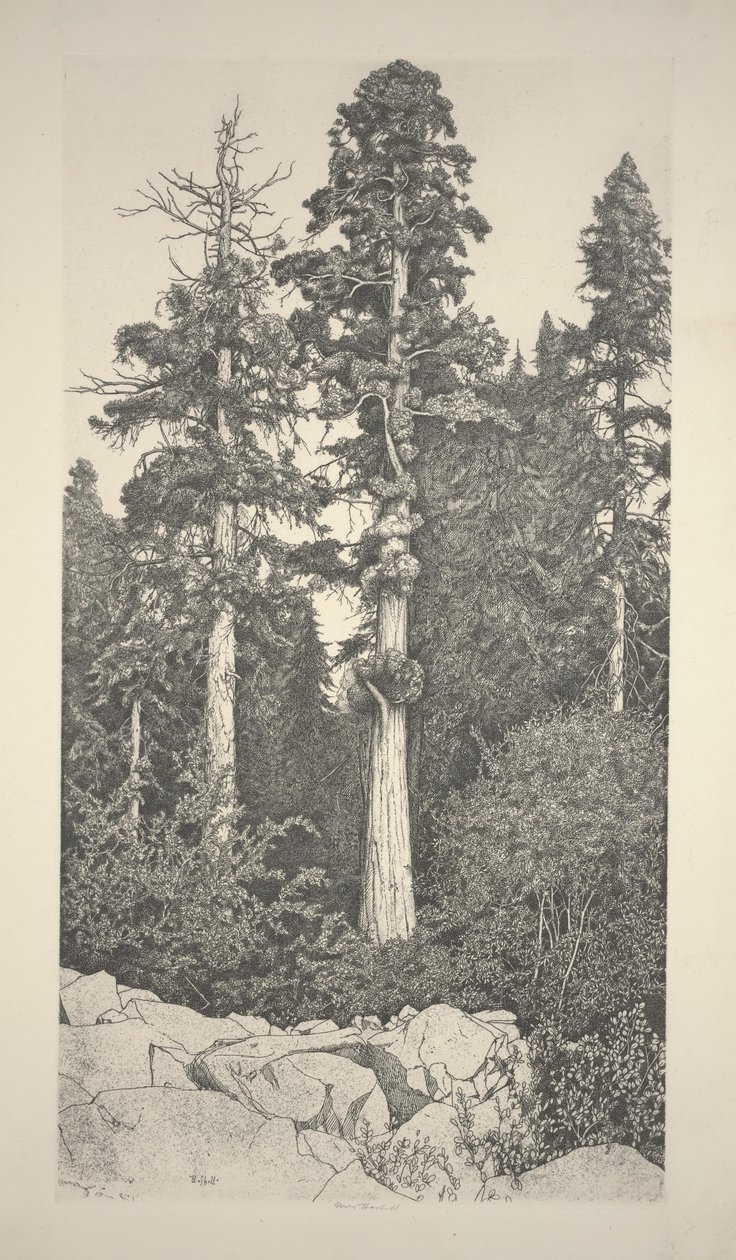 Bebé Sequoia de Ernest Haskell