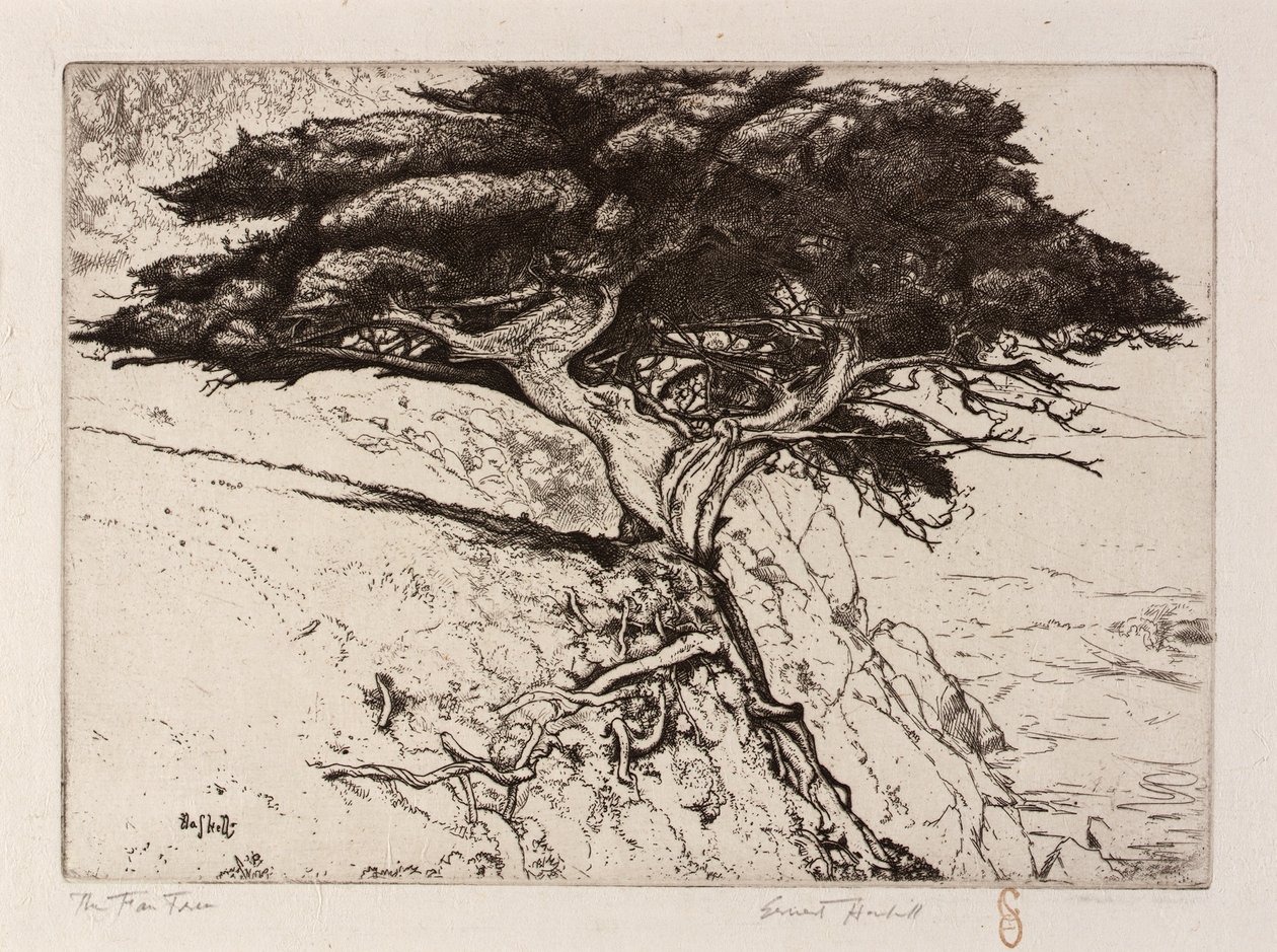 El árbol de los abanicos de Ernest Haskell