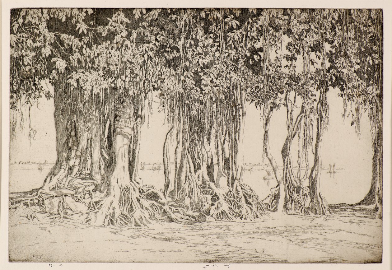 El Árbol de Banyan de Ernest Stephen Lumsden