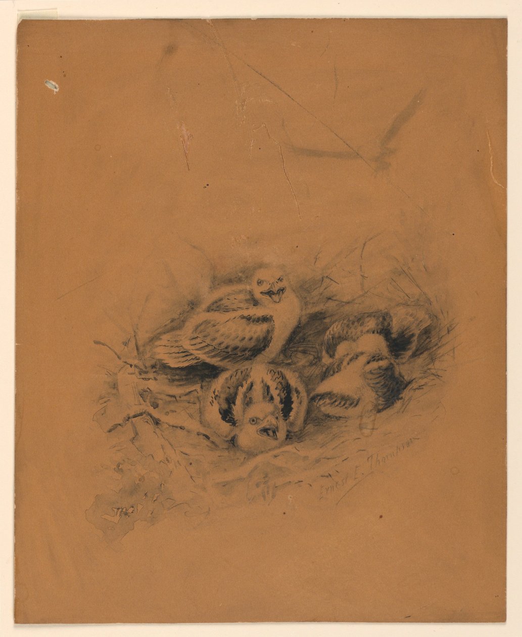Pájaros de Ernest Thompson Seton