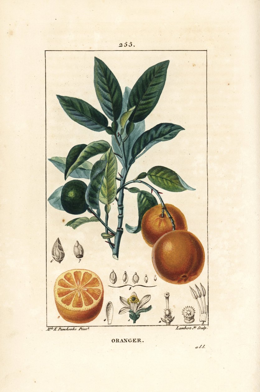 Bigaradier, Naranja, Citrus aurantium, con rama, hoja, flor, fruto maduro e inmaduro, y sección a través del fruto. Ilustración de La Flore Medicale de Ernestine Panckoucke