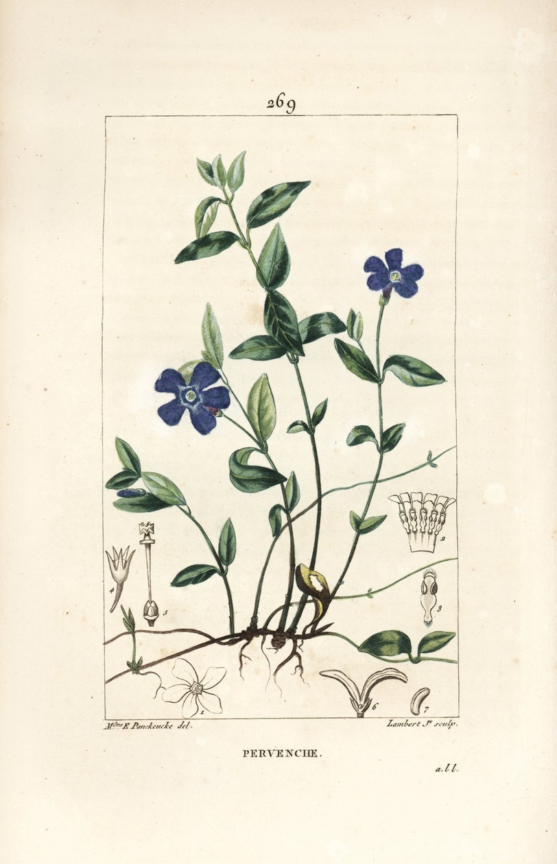 Pequeña Pervinca - Vinca minor, con flor, hoja, tallo, raíz y semilla. Grabado en cobre a mano coloreado por Lambert Junior de un dibujo de Ernestine Panckoucke de 