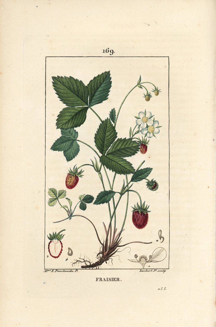 Fresa cultivada de Ernestine Panckoucke