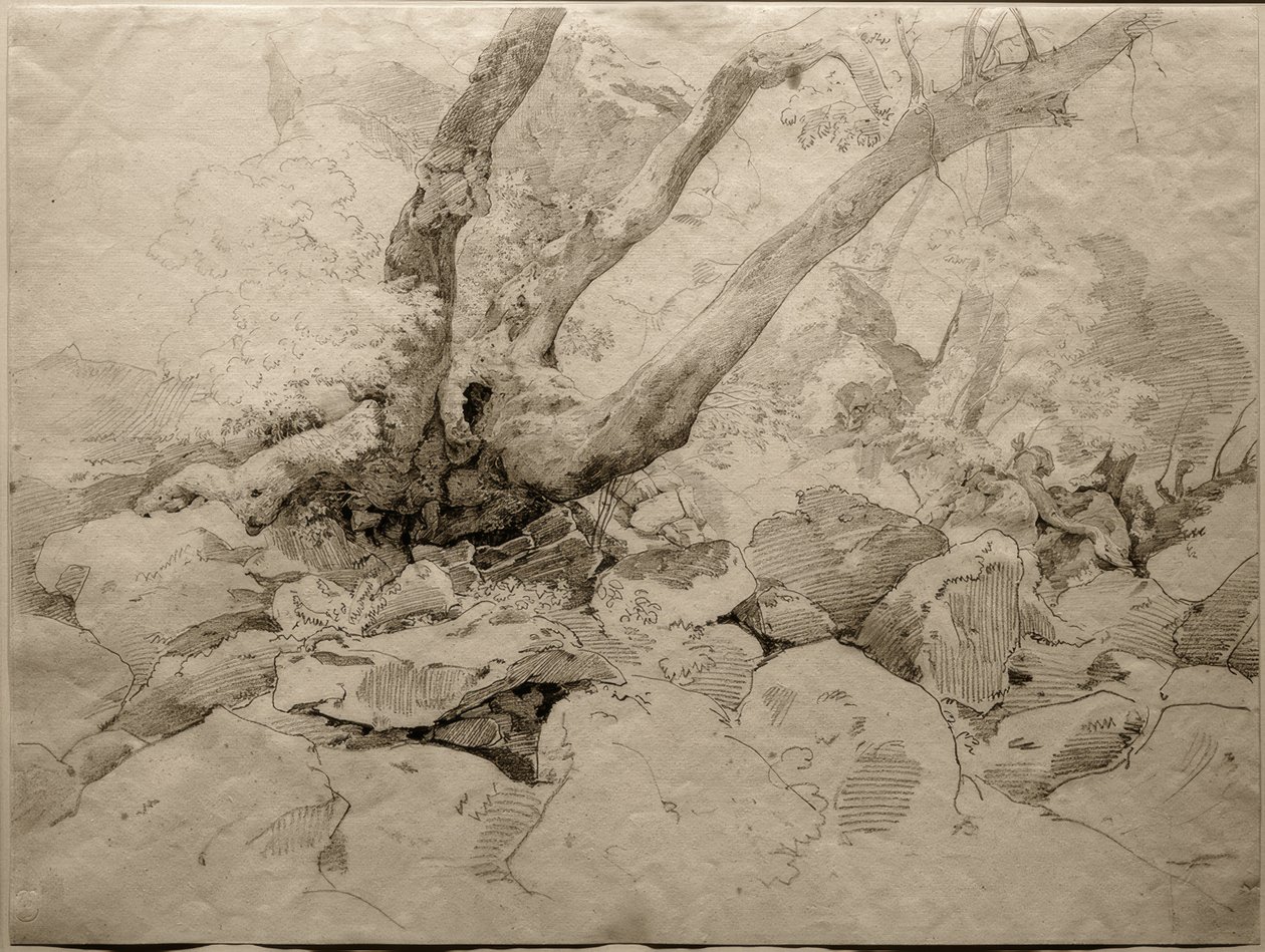 Tronco de árbol deformado en rocas de Ernst Fries