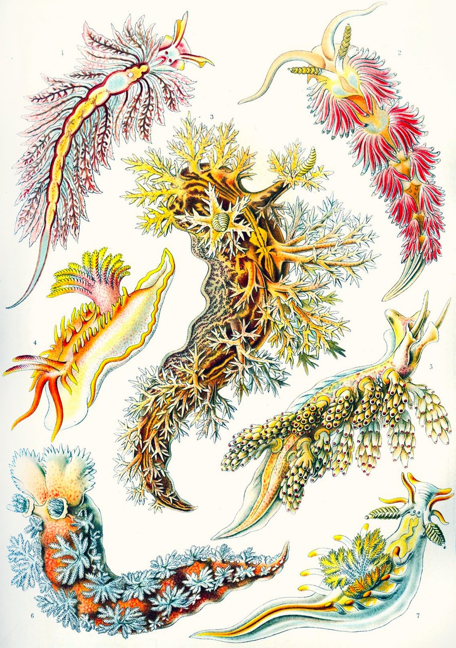 Una colección de Nudibranquios de "Kunstformen der Natur de Ernst (after) Haeckel