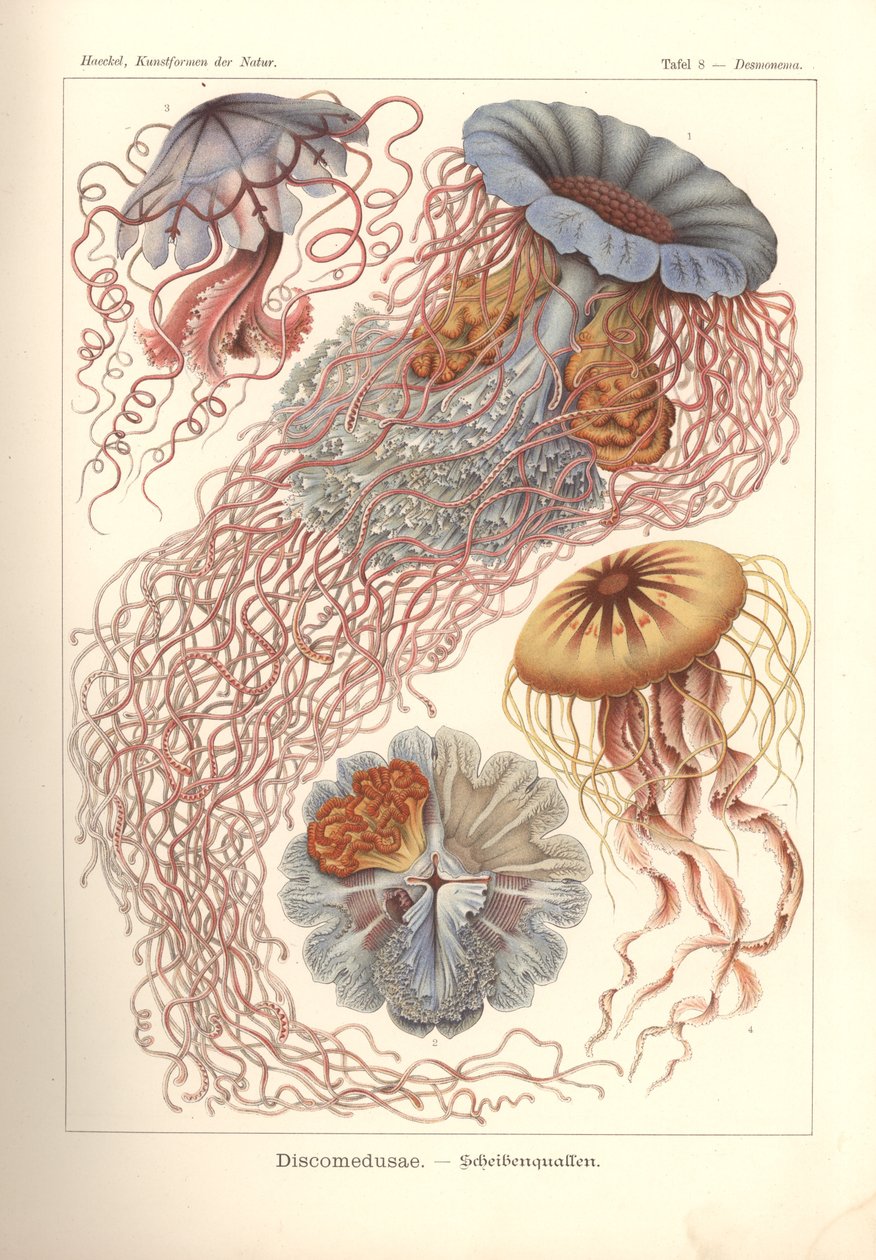 Discomedusae - Scheibenquallen, Pl. 8 de "Kunstformen der Natur", grabado por Adolf Giltsch, publicado en 1904 (litografía en color) de Ernst (after) Haeckel