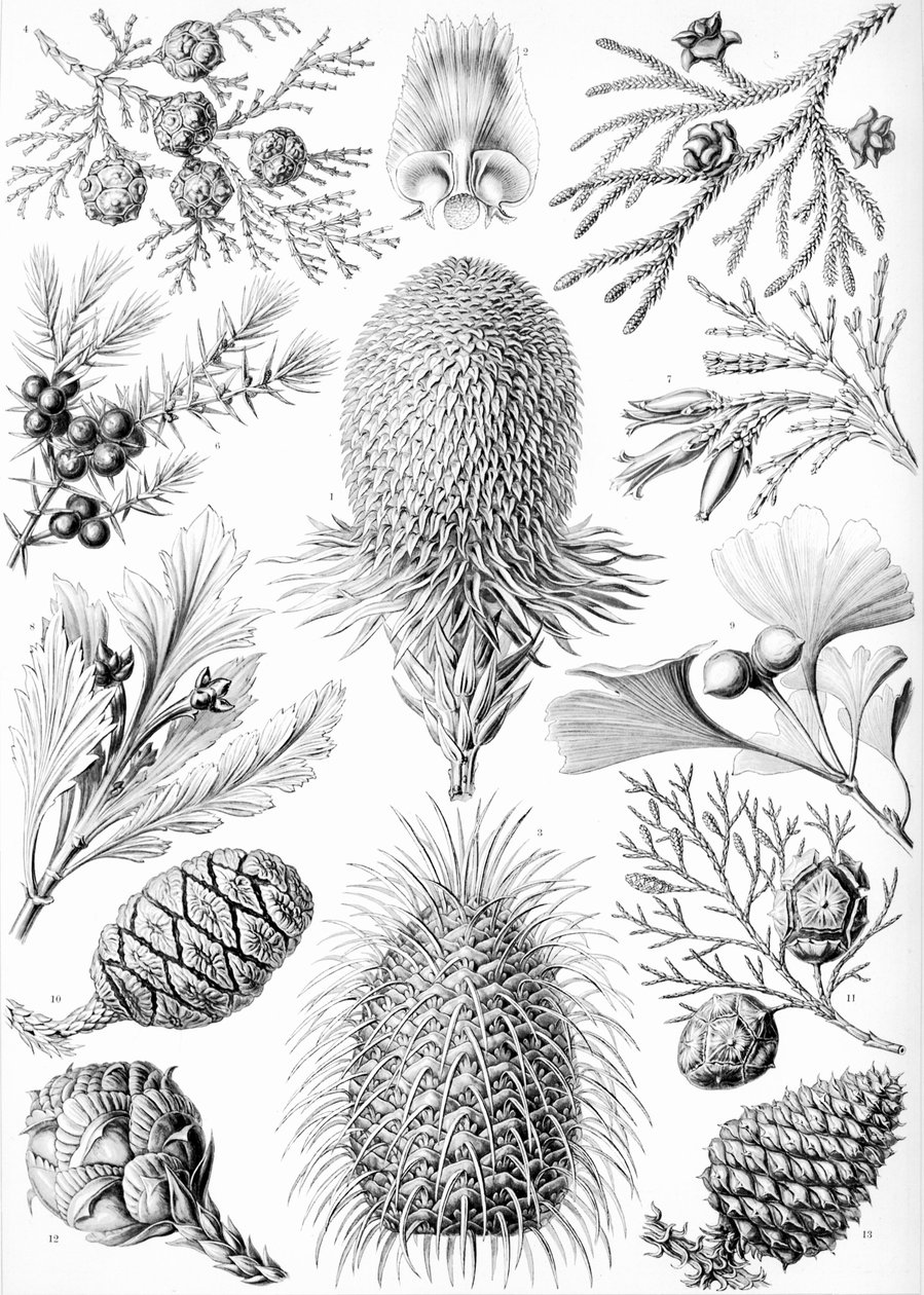 Ejemplos de coníferas de "Kunstformen der Natur de Ernst (after) Haeckel