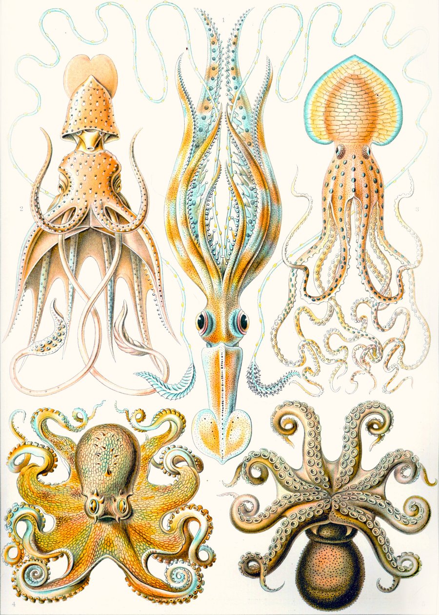 Ejemplos de varios cefalópodos "Kunstformen der Natur" (formas de arte de la naturaleza) de Ernst (after) Haeckel