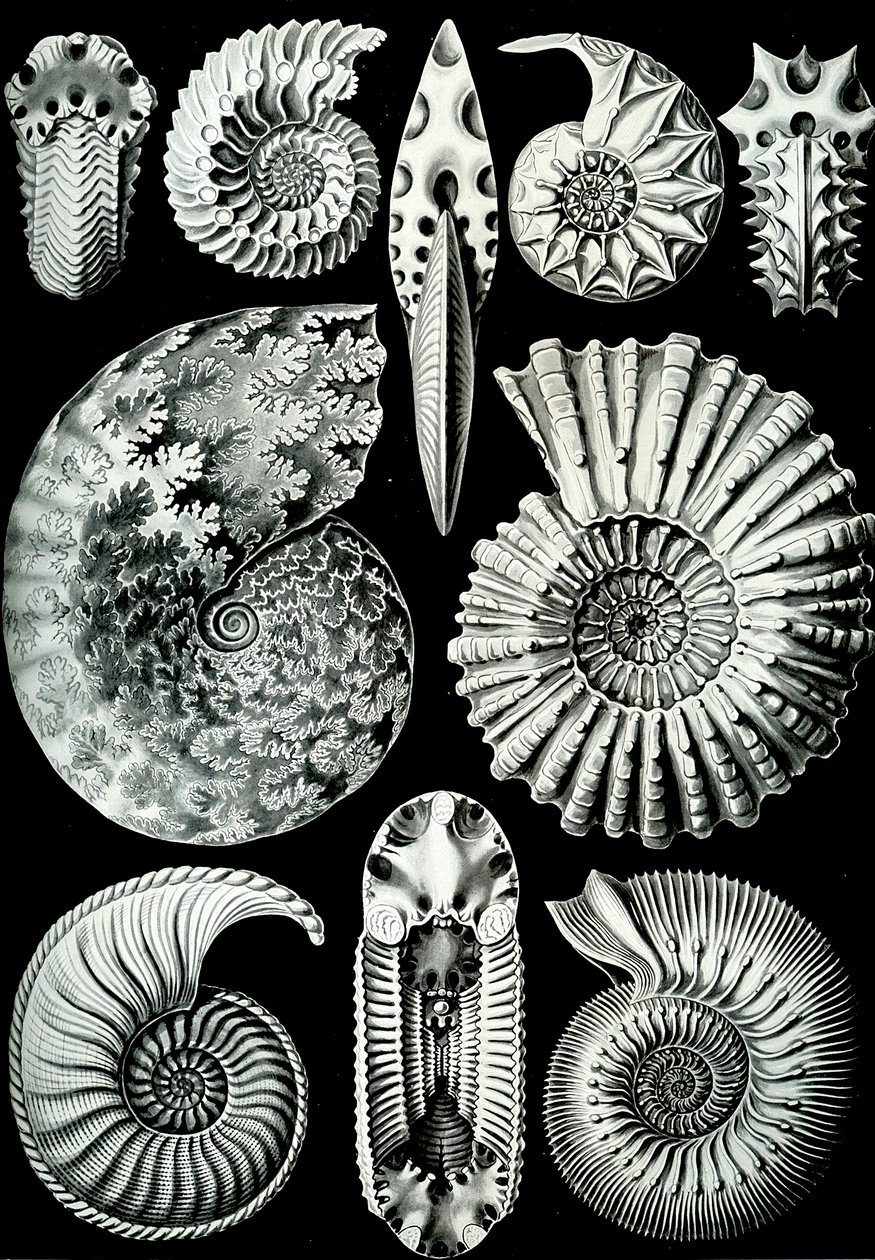Ilustración de Ammonitida de "Kunstformen der Natur" 1904 (litografía) de Ernst (after) Haeckel