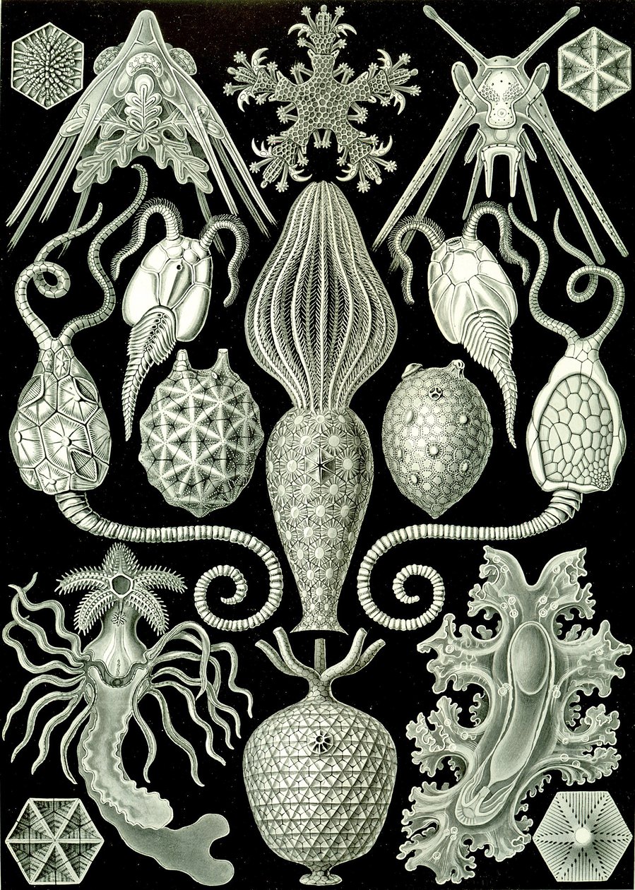 Ilustración de Amphoridea de "Kunstformen der Natur" 1904 (litografía) de Ernst (after) Haeckel