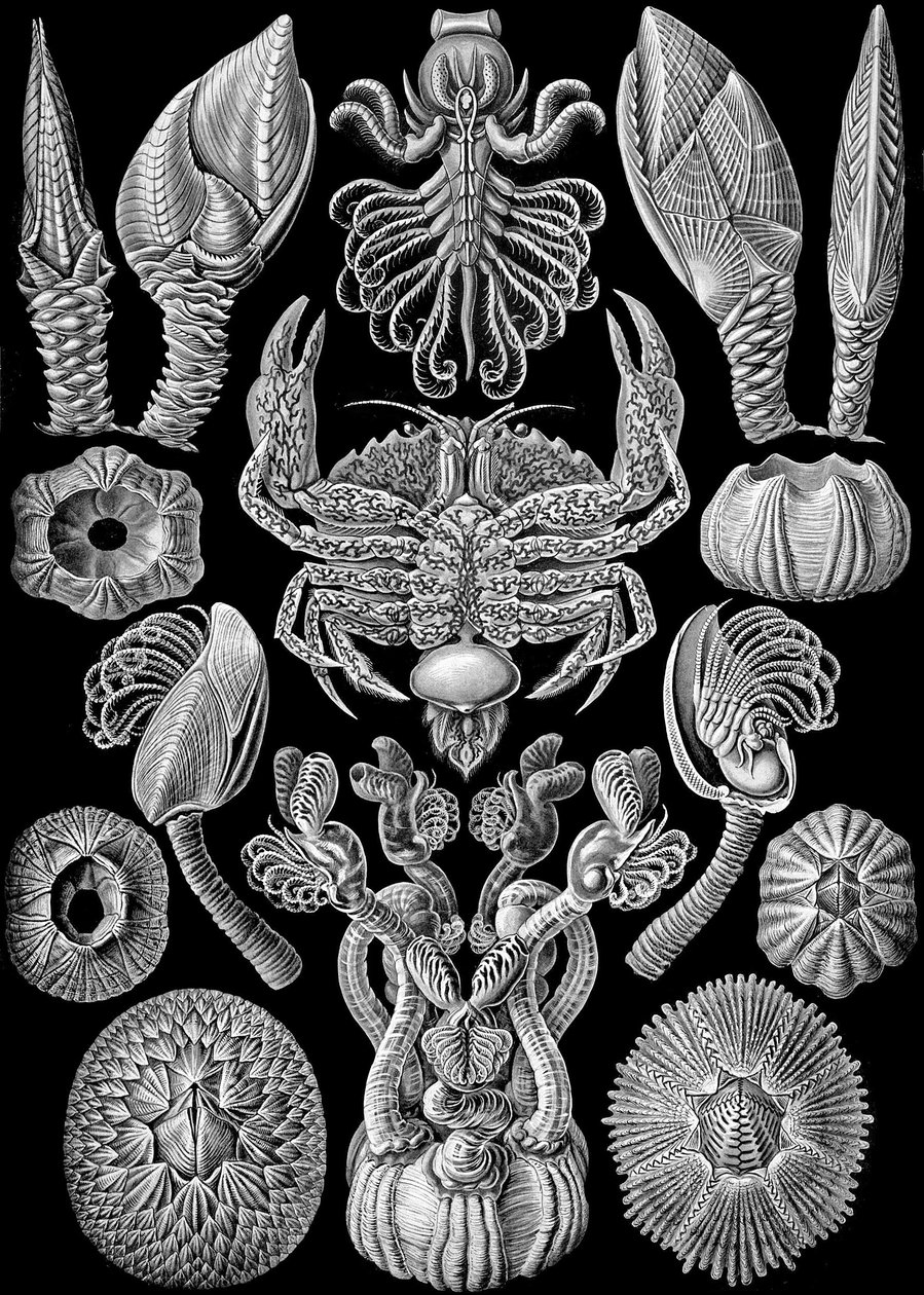 Ilustración de Cirripedia de "Kunstformen der Natur" 1904 (litografía) de Ernst (after) Haeckel