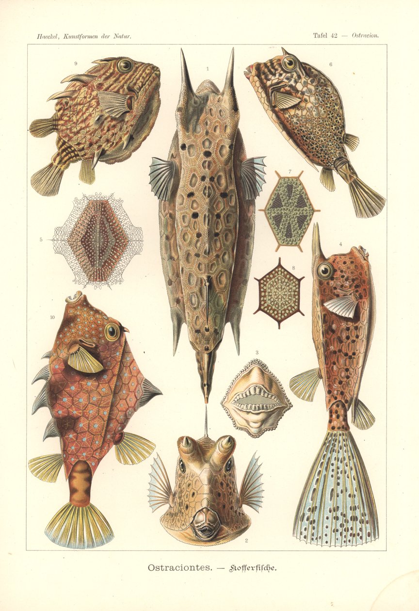 Ostracion - teleósteos, Pl.42 de "Kunstformen der Natur", grabado por Adolf Giltsch, publicado en 1904 (litografía en color) de Ernst (after) Haeckel