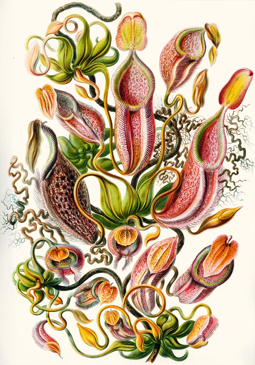 una colección de Nepenthaceae de 