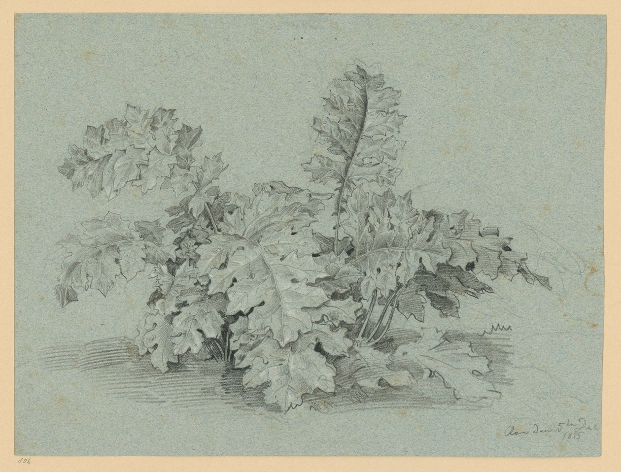 Planta de acanto de Ernst Fries