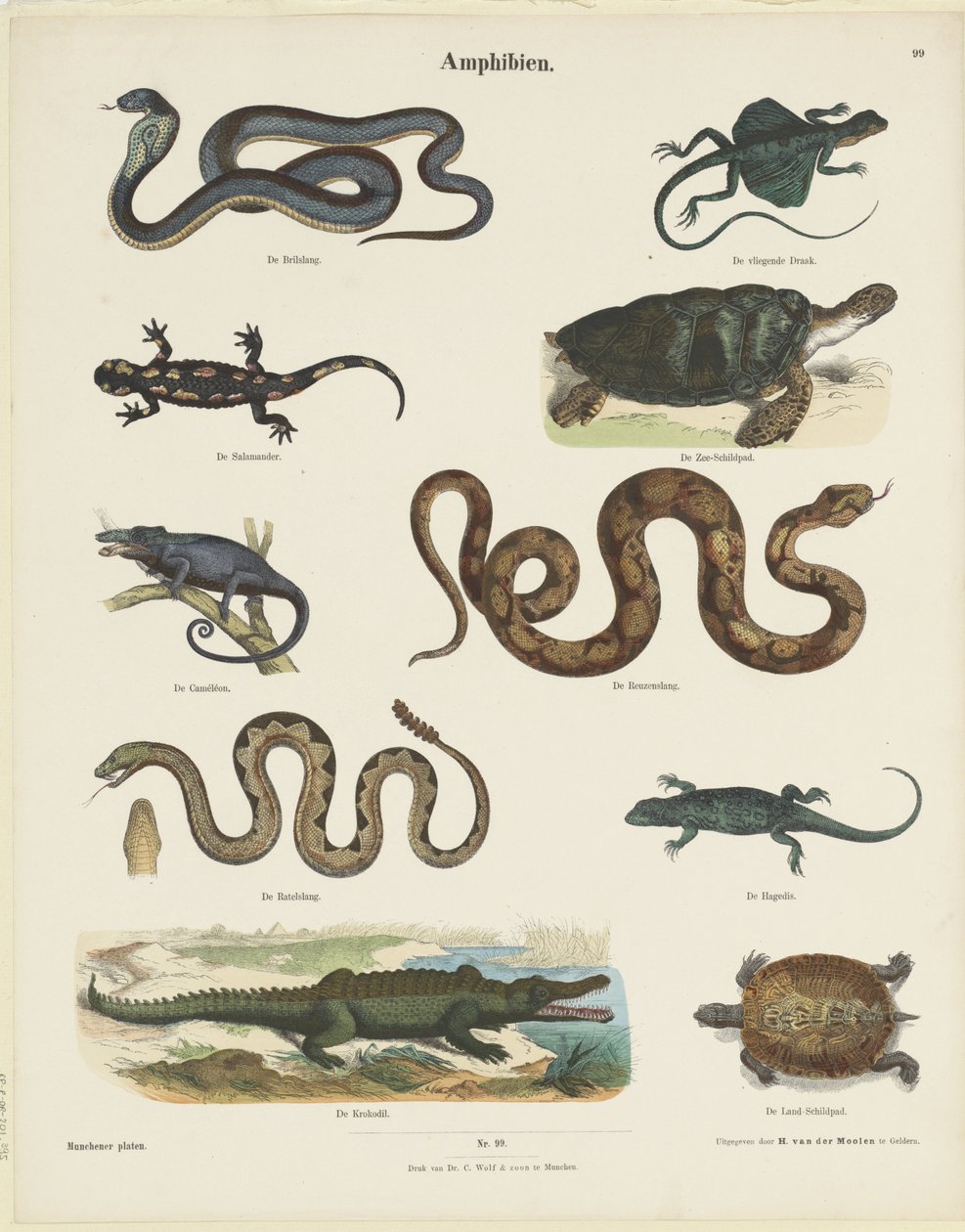 Amphibien (título del objeto)
Munchener platen (título de la serie en el objeto) de Ernst Fröhlich