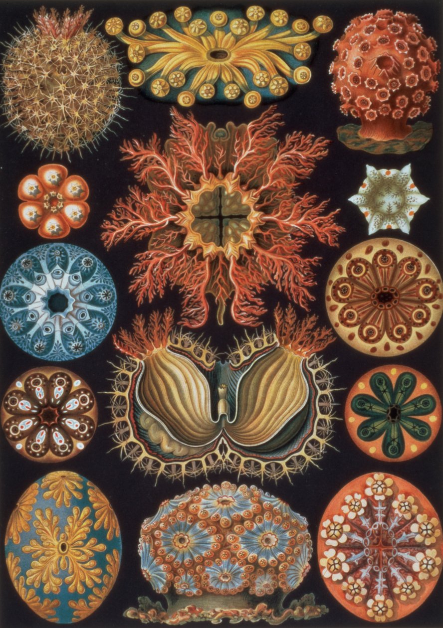 Ascidiae, lámina 85 de `Formas artísticas de la naturaleza`. de Ernst Haeckel