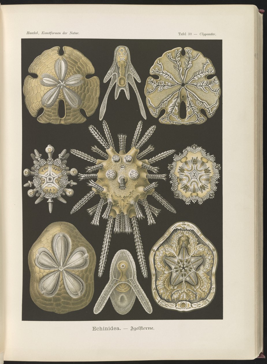 Echinidea: erizos y dólares de mar de Ernst Haeckel
