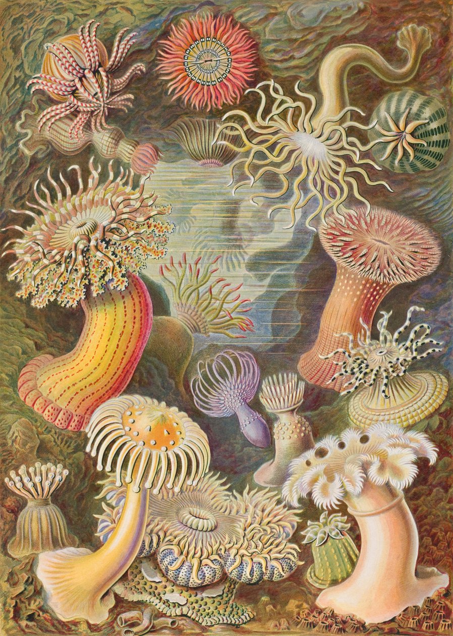 Haeckel Actiniae de Ernst Haeckel