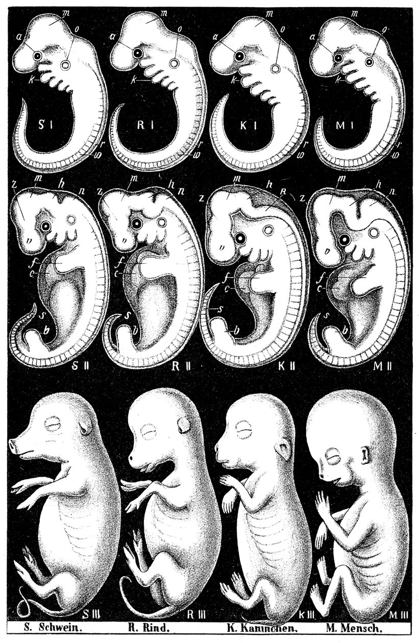 Comparación de embriones de Haeckel de cerdo, vaca, conejo y hombre de Ernst Haeckel