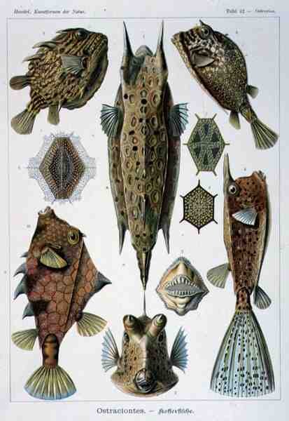 Ostraciontes, placa de Artforms of Nature de Ernst Haeckel