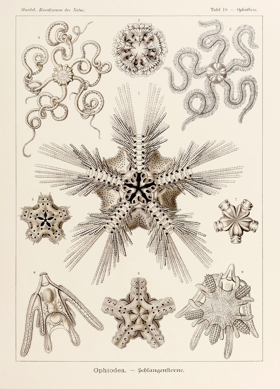 Lámina 10 Ophiothrix Ophiodea de "Kunstformen der Natur" (Formas de arte en la naturaleza) ilustrada por Ernst Haeckel (1834-1919) de Ernst Haeckel