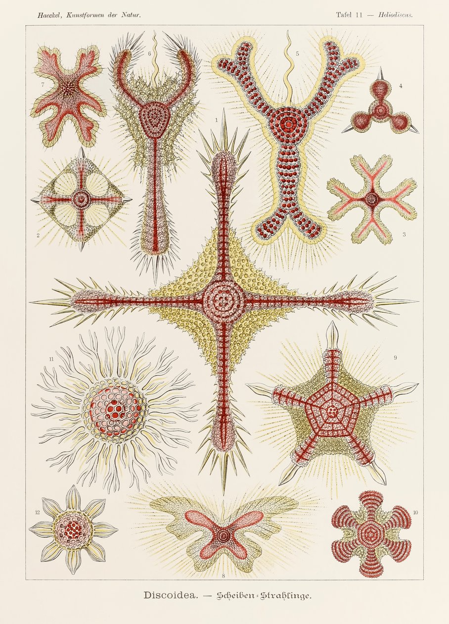 Lámina 11 Heliodiscus Discoidea de "Kunstformen der Natur" (Formas de arte en la naturaleza) ilustrada por Ernst Haeckel (1834-1919) de Ernst Haeckel