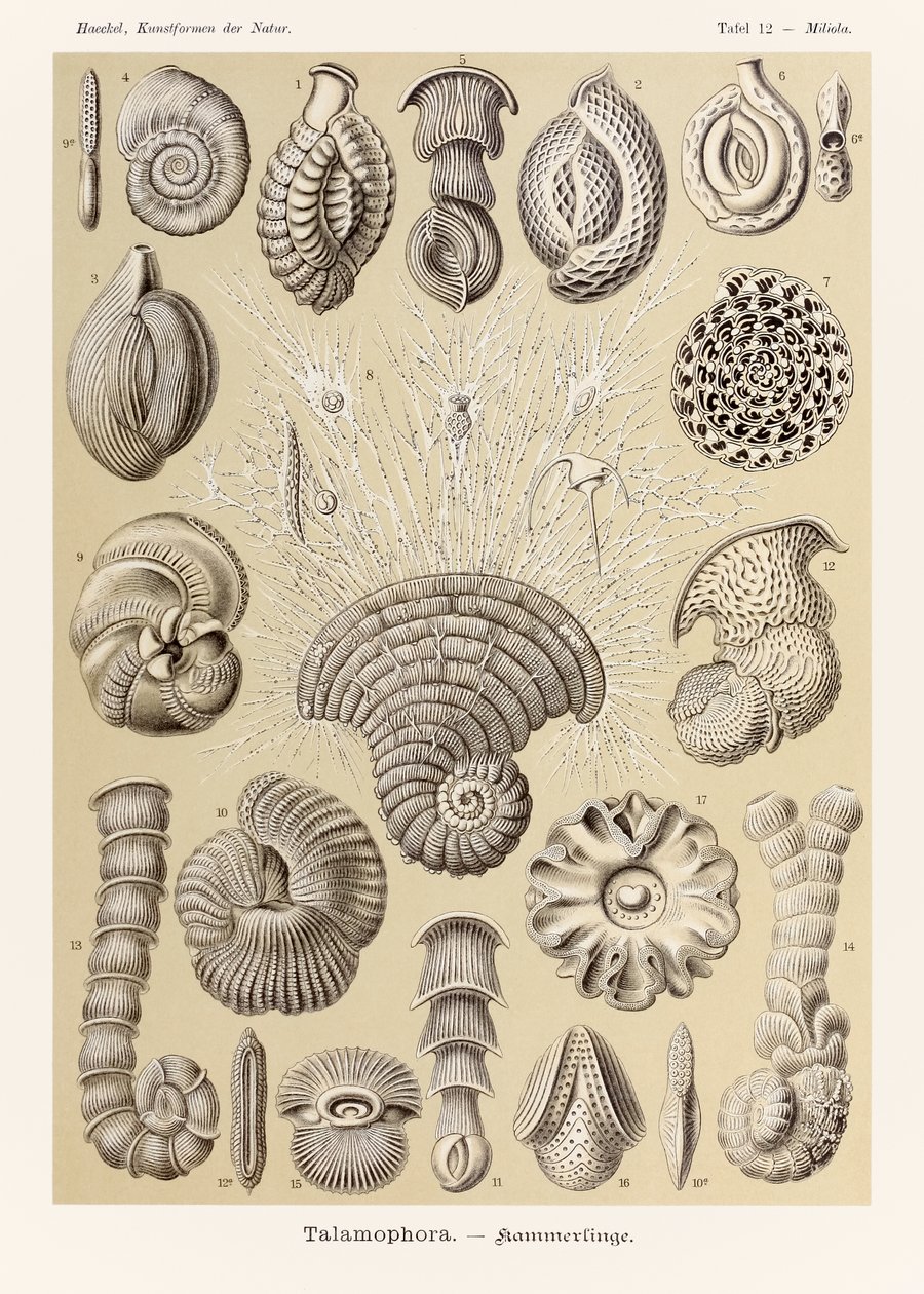 Lámina 12 Miliola Talamophora de "Kunstformen der Natur" (Formas de arte en la naturaleza) ilustrada por Ernst Haeckel (1834-1919) de Ernst Haeckel