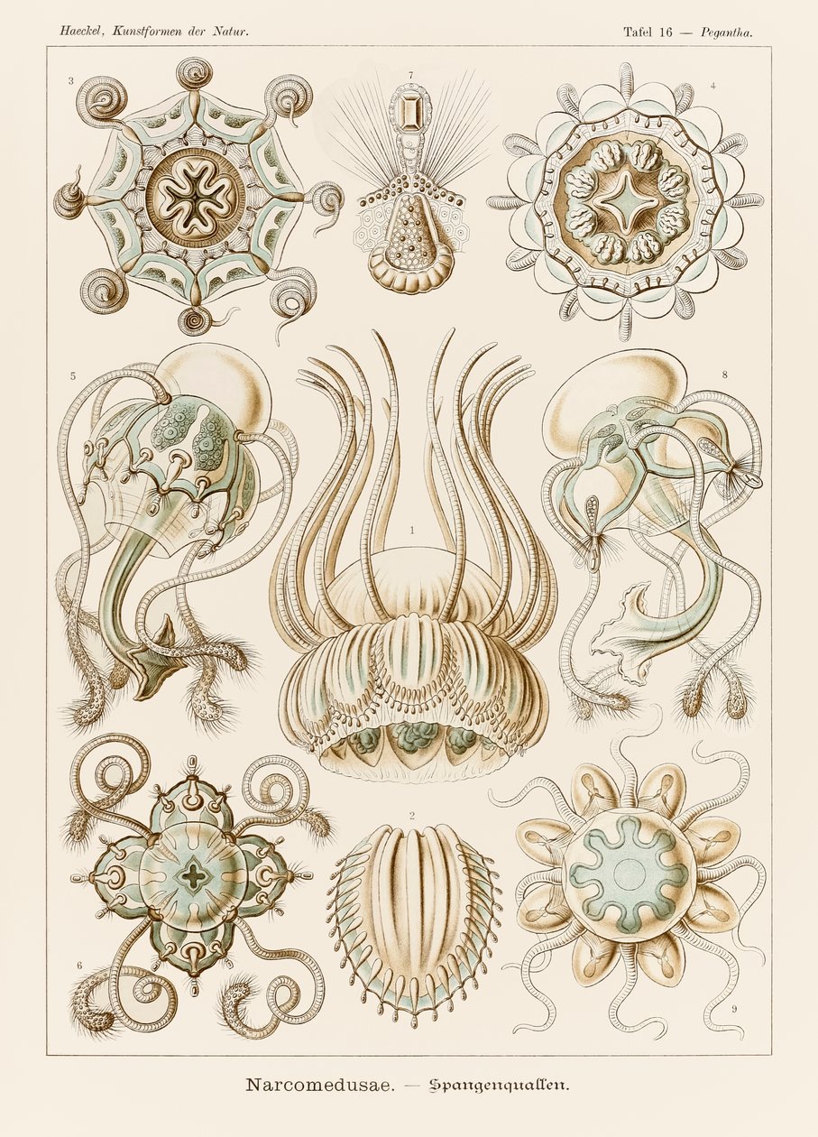 Lámina 16 Pegantha Narcomedusae de "Kunstformen der Natur" (Formas de arte en la naturaleza) ilustrada por Ernst Haeckel (1834-1919) de Ernst Haeckel