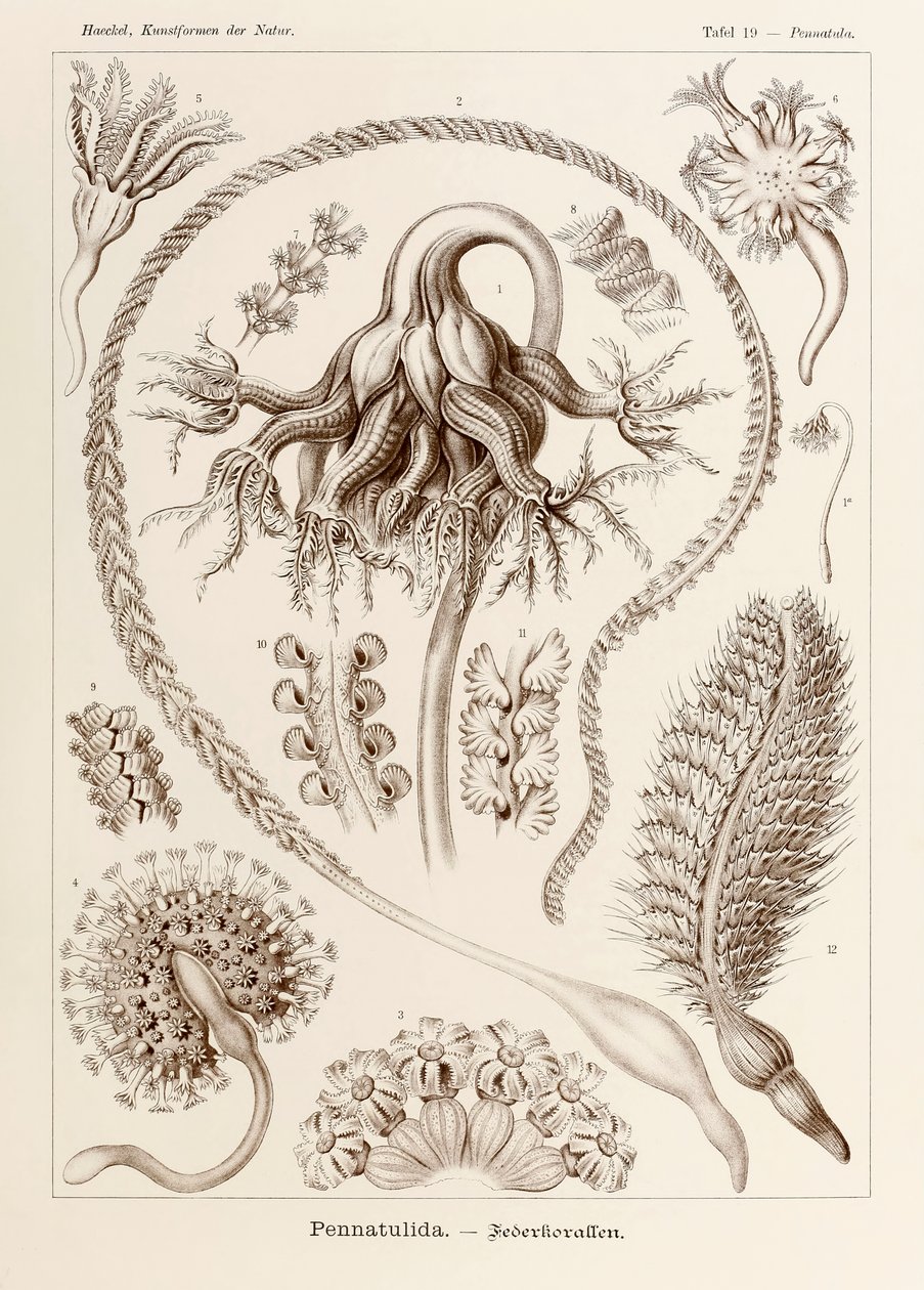 Lámina 19 Pennatula Pennatulida de "Kunstformen der Natur" (Formas de arte en la naturaleza) ilustrada por Ernst Haeckel (1834-1919) de Ernst Haeckel