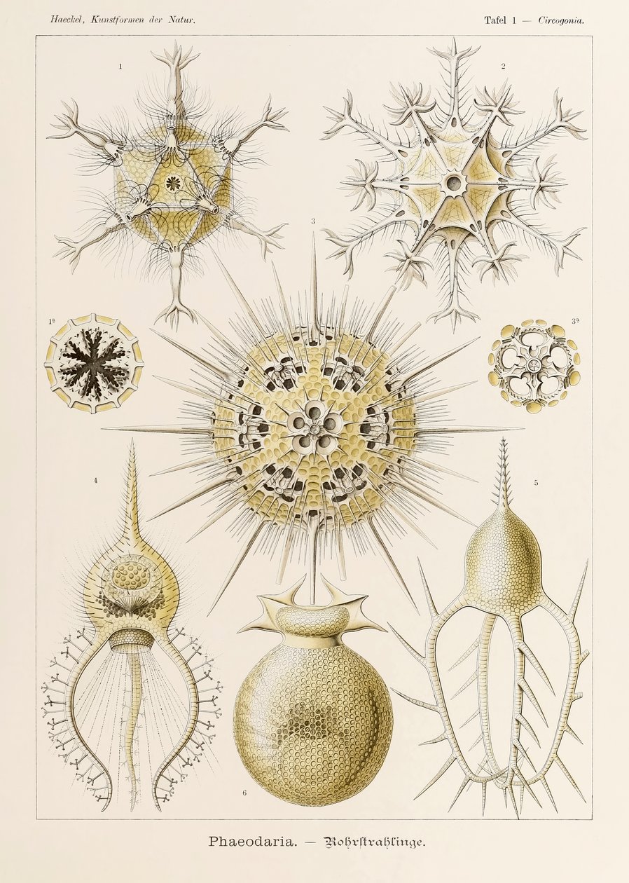 Lámina 1 Circogonia Phaeodaria de "Kunstformen der Natur" (Formas de arte en la naturaleza) ilustrada por Ernst Haeckel (1834-1919) de Ernst Haeckel