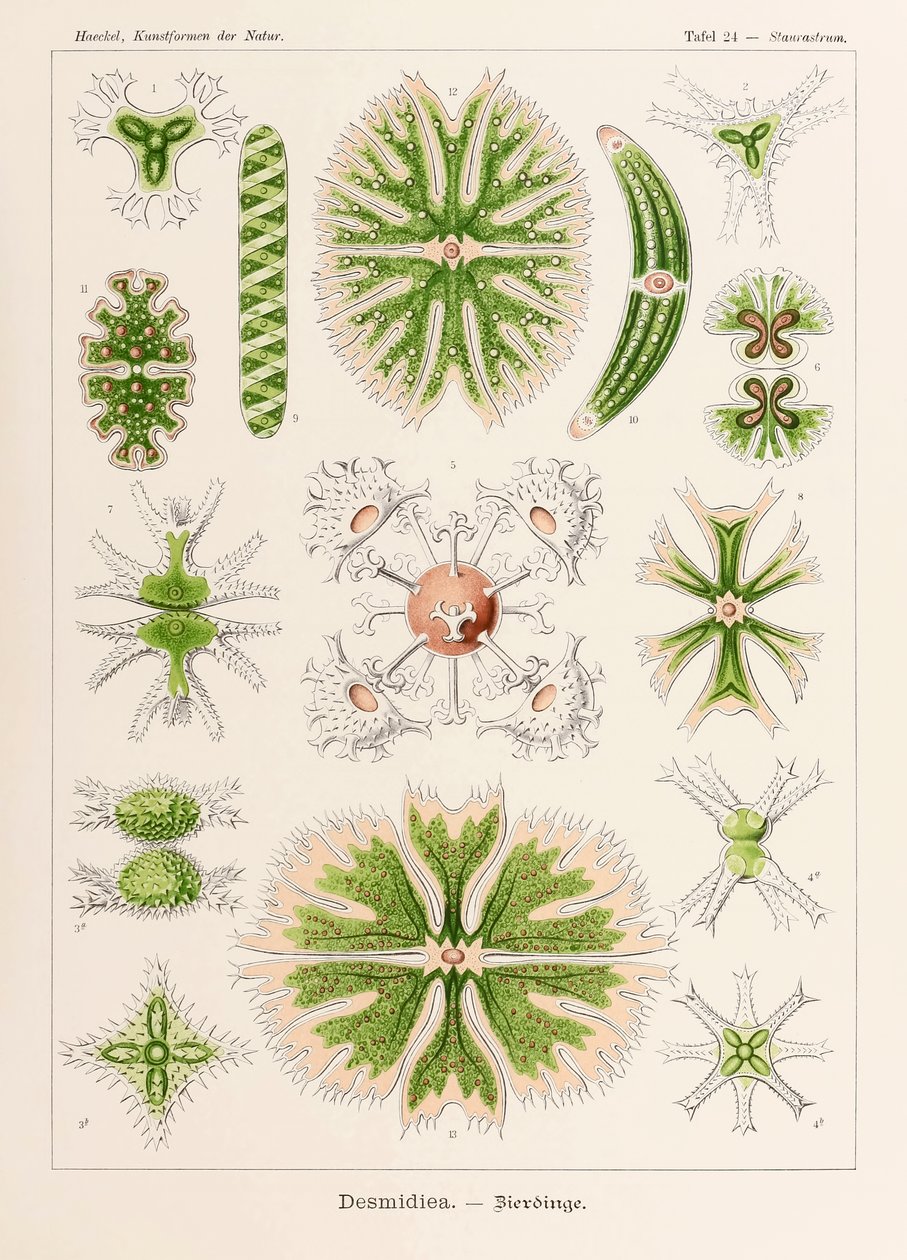 Lámina 24 Staurastrum Desmidiea de "Kunstformen der Natur" (Formas de arte en la naturaleza) ilustrada por Ernst Haeckel (1834-1919) de Ernst Haeckel