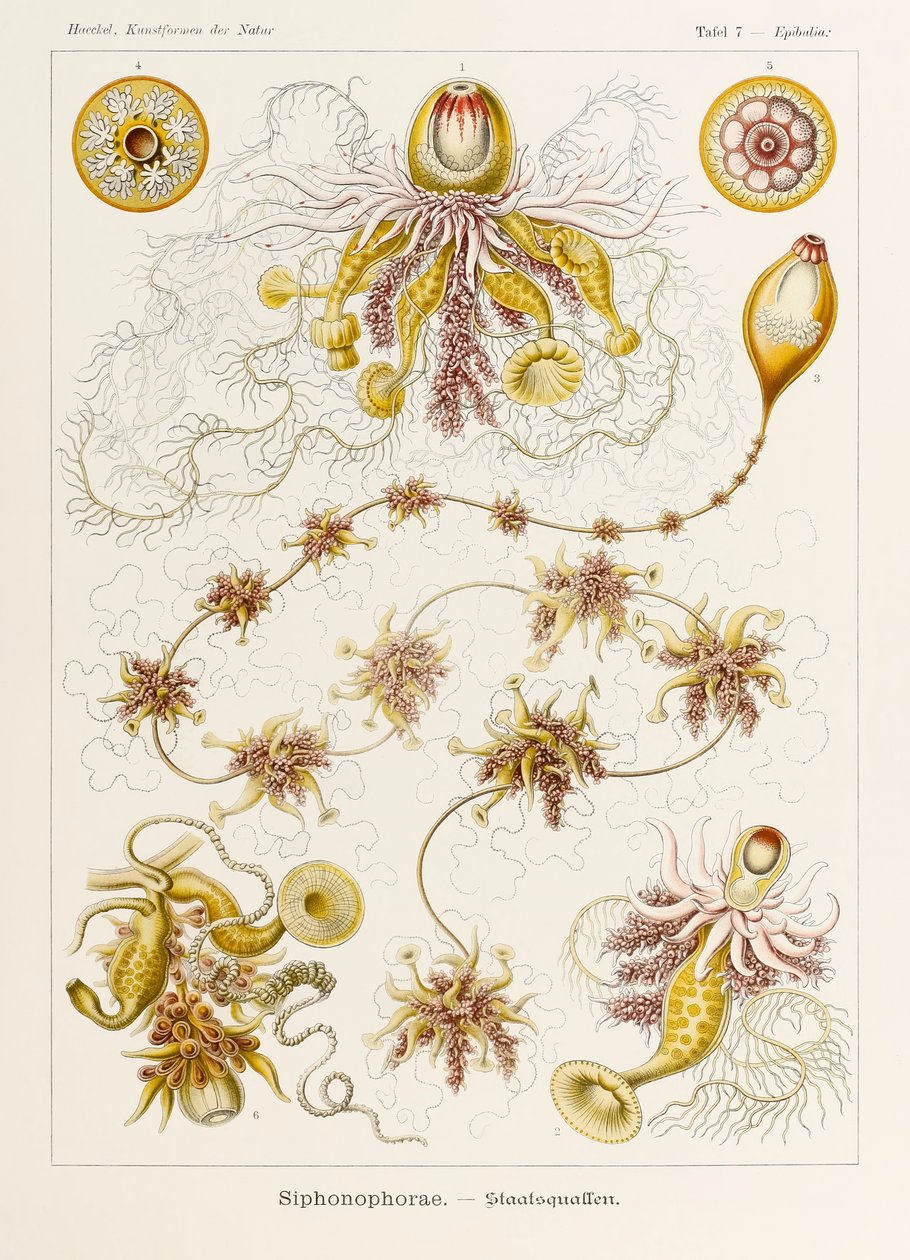 Lámina 7 Epibulia Siphonophorae de "Kunstformen der Natur" (Formas de arte en la naturaleza) ilustrada por Ernst Haeckel (1834-1919) de Ernst Haeckel