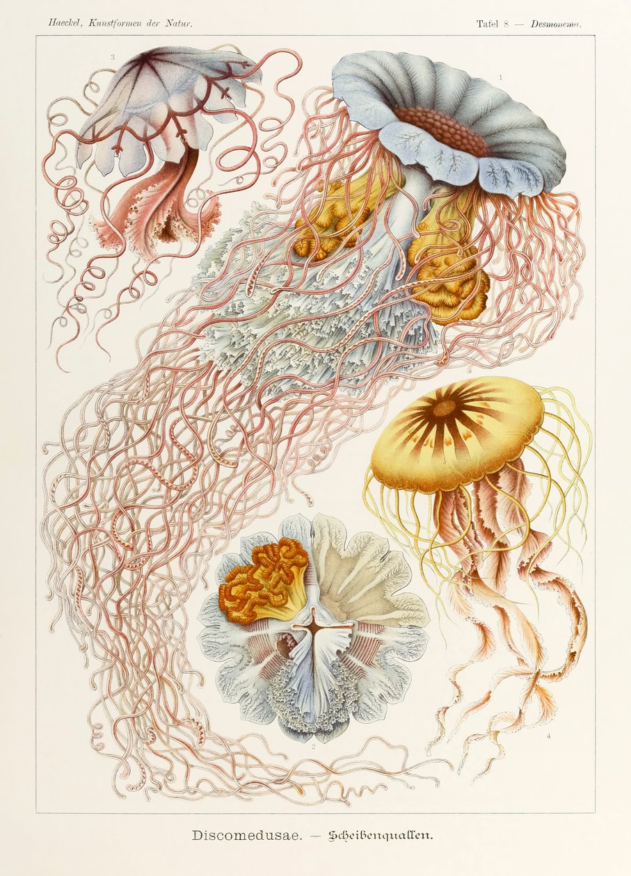 Lámina 8 Desmonema Discomedusae de "Kunstformen der Natur" (Formas de arte en la naturaleza) ilustrada por Ernst Haeckel (1834-1919) de Ernst Haeckel