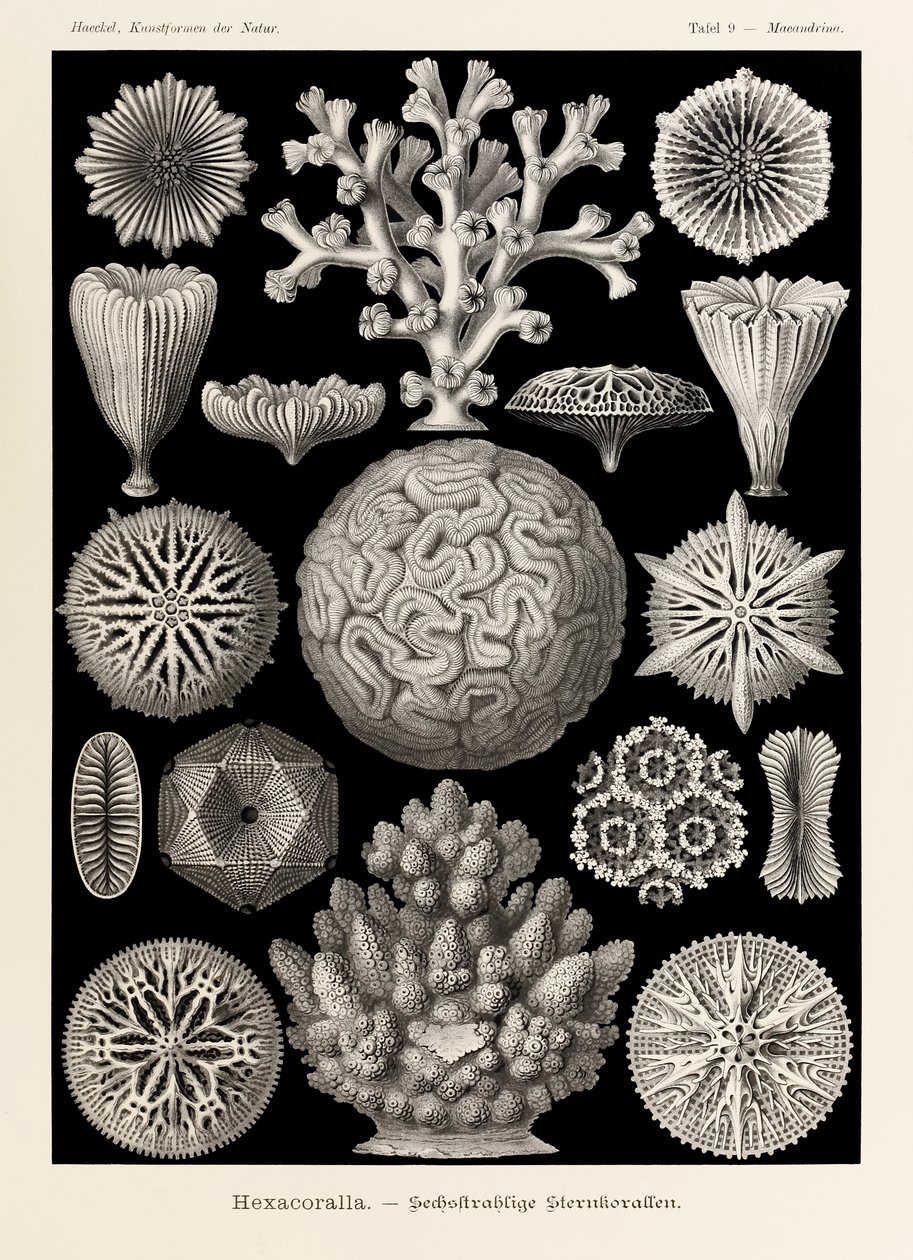 Lámina 9 Maeandrina Hexacoralla de "Kunstformen der Natur" (Formas de arte en la naturaleza) ilustrada por Ernst Haeckel (1834-1919) de Ernst Haeckel