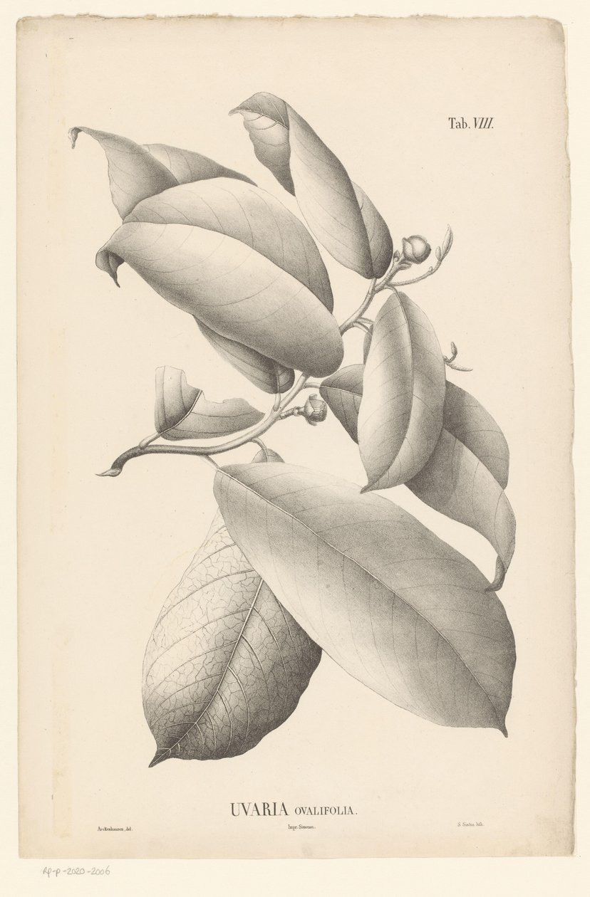 Rama con hojas y capullos Uvaria Ovalifolia (título sobre el objeto) de Ernst Philipp Sixtus