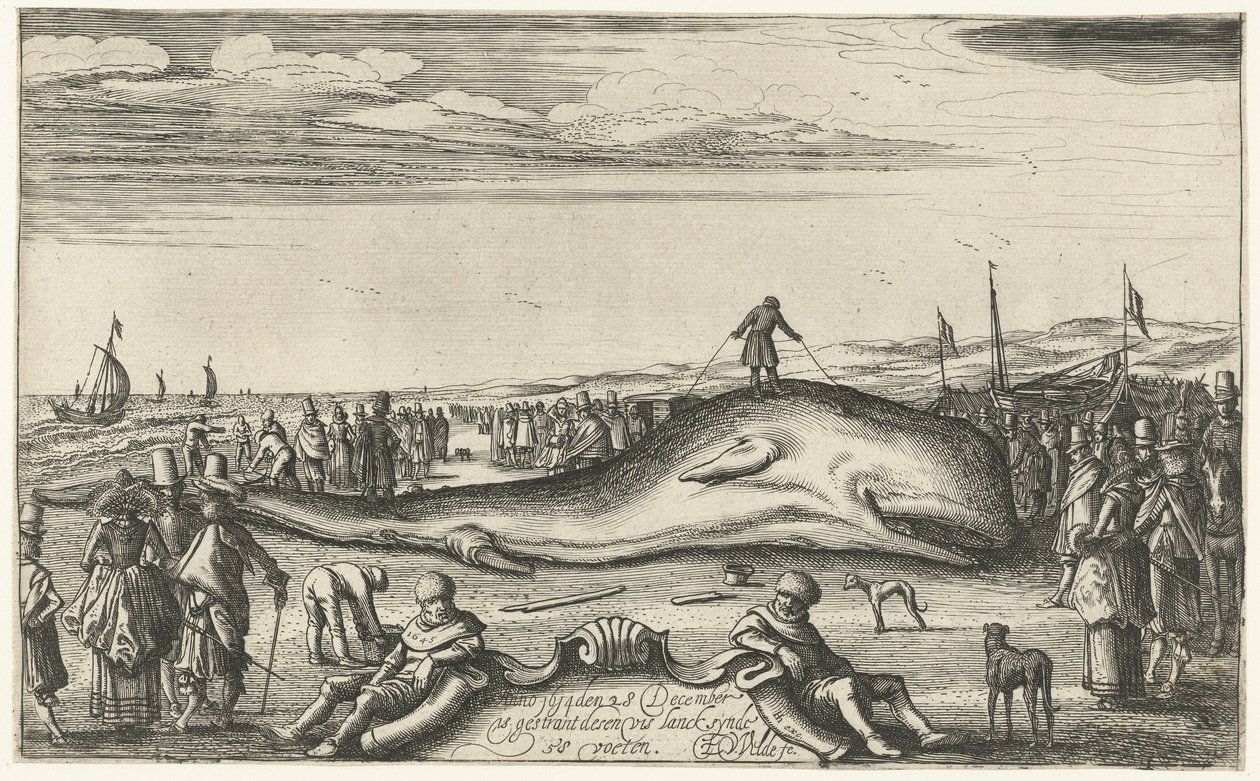 Cachalote varado en la playa de Noordwijk, 1614 de Esaias van de Velde