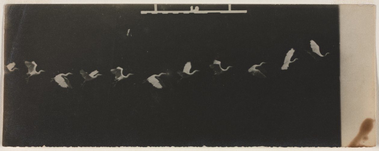 Cronofotografía de una garza volando de Etienne Jules Marey