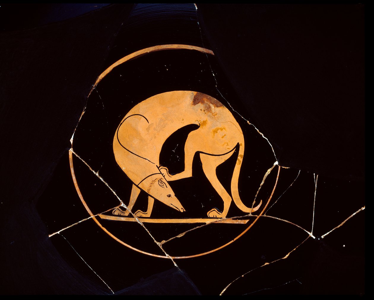 Copa Ática de Figura Roja de Perro Rascándose la Oreja con una Pata Trasera, dentro del Tondo, siglo V a.C. de Euergides painter