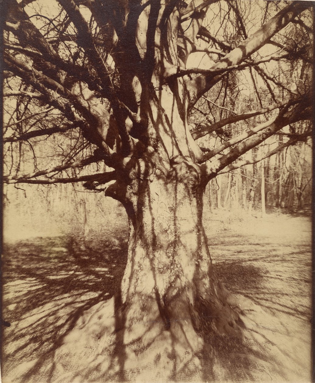 Árbol (Garche) Haya de Eugène Atget