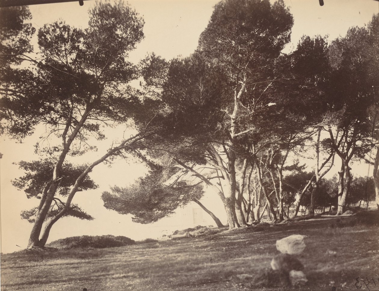 Cannes, isla de Saint Honorat, hacia 1899-1927 (foto) de Eugène Atget