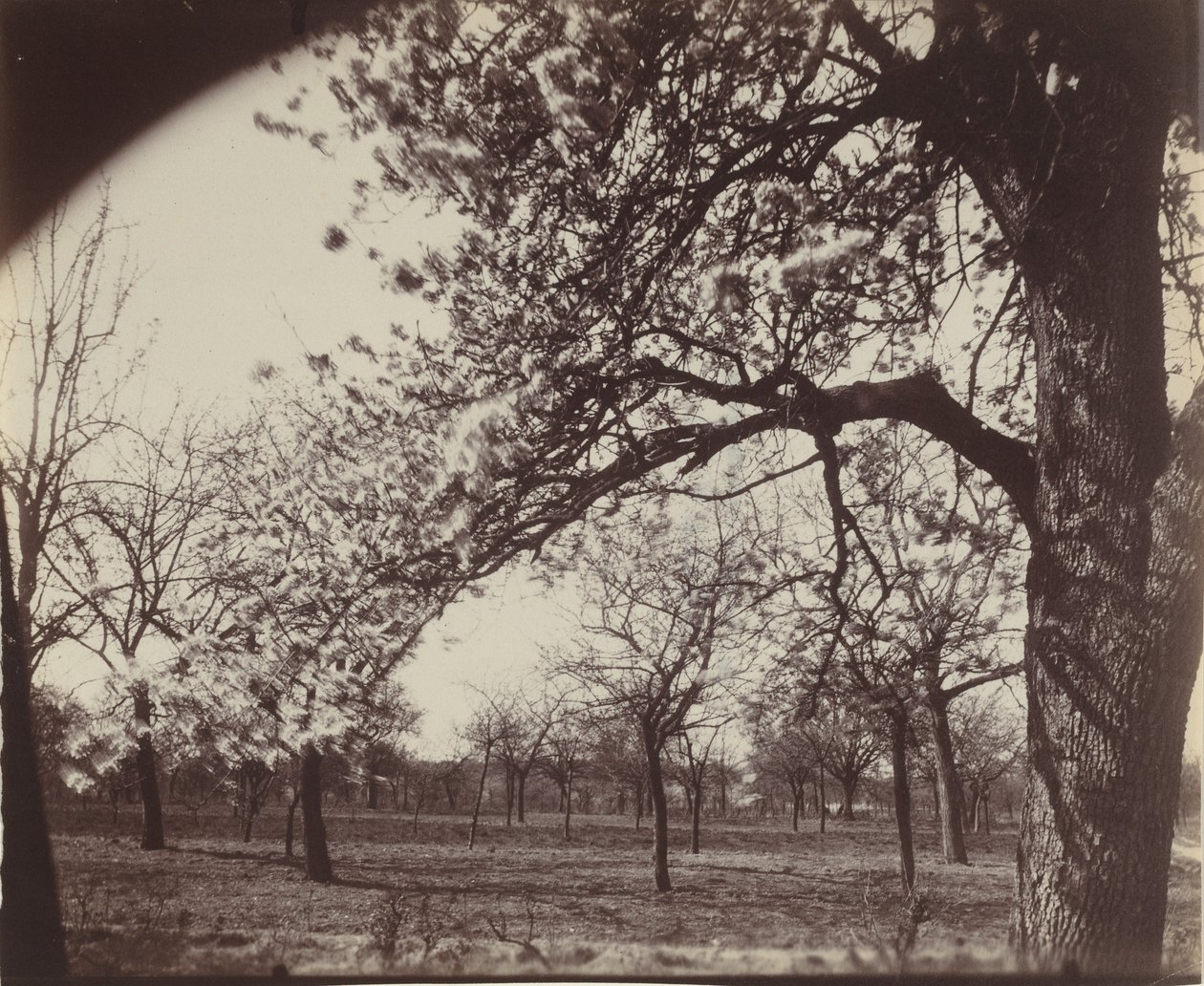 Poirier,1921 (foto) de Eugène Atget