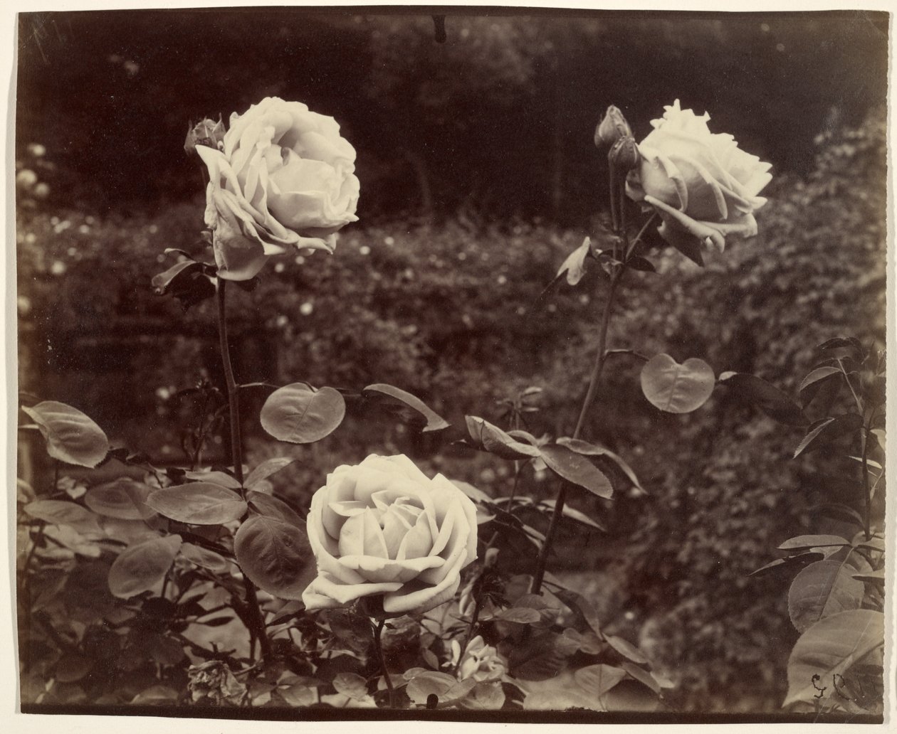 Rosas de Eugène Atget