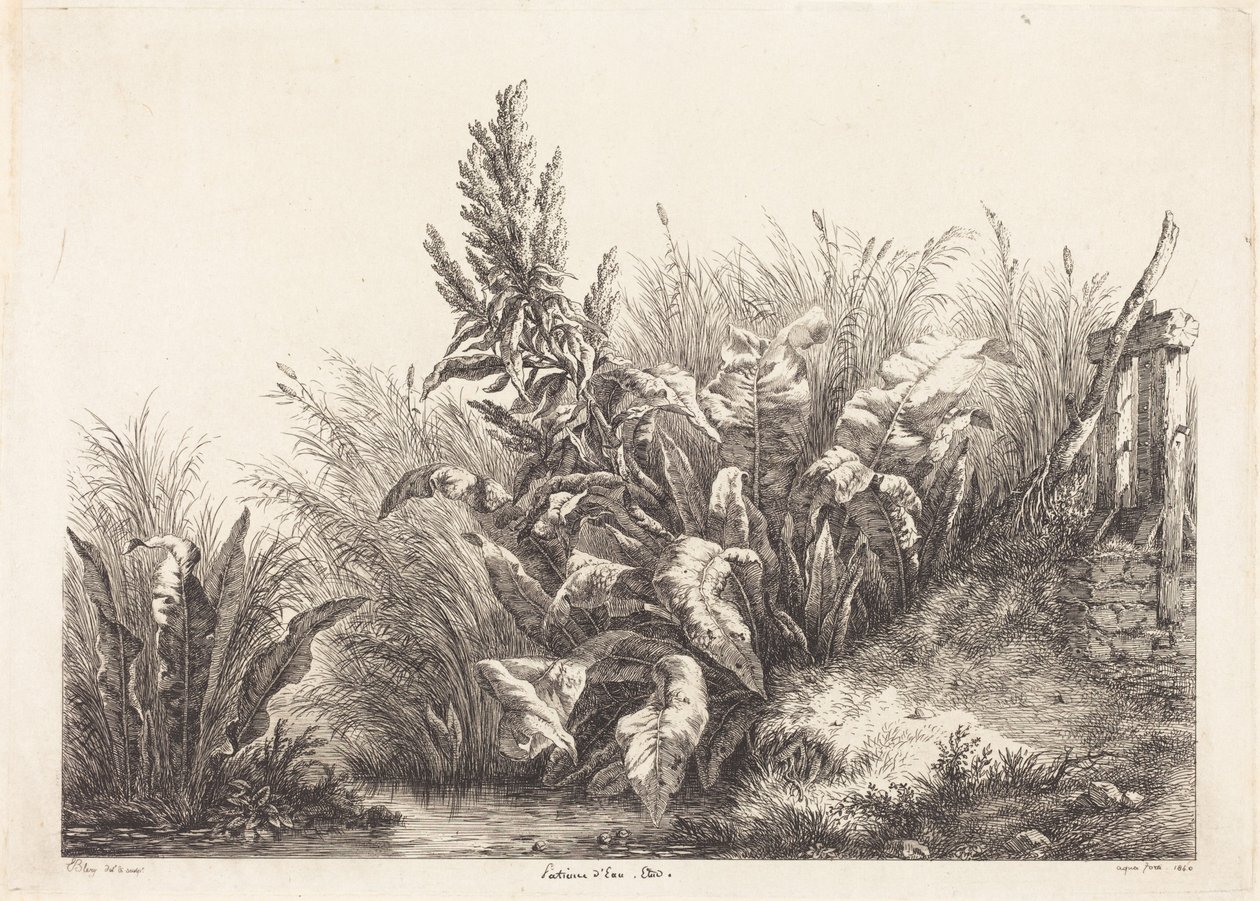 Romaza acuática, estudio de Eugene Bléry