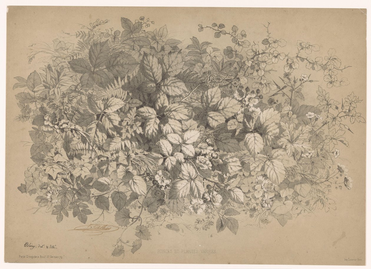 Bramen y otras plantas
Zarzas y plantas diversas (título en el objeto)
Planten en bloemen (título de la serie)
Guía industrial dibujada del natural y litografiada por Bléry (título de la serie) de Eugene Bléry