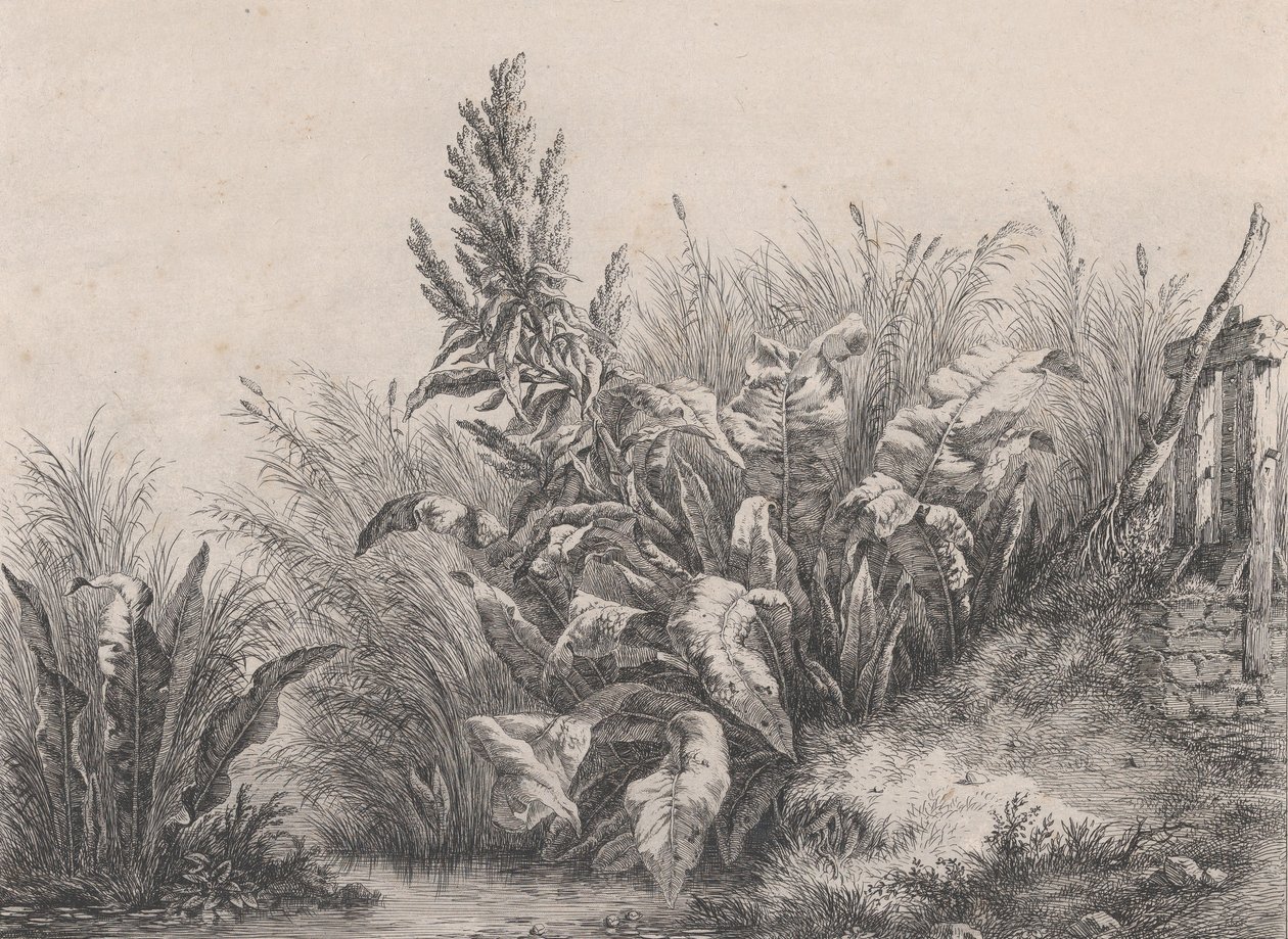Gran planta de muelle de agua, 1840 de Eugene Bléry