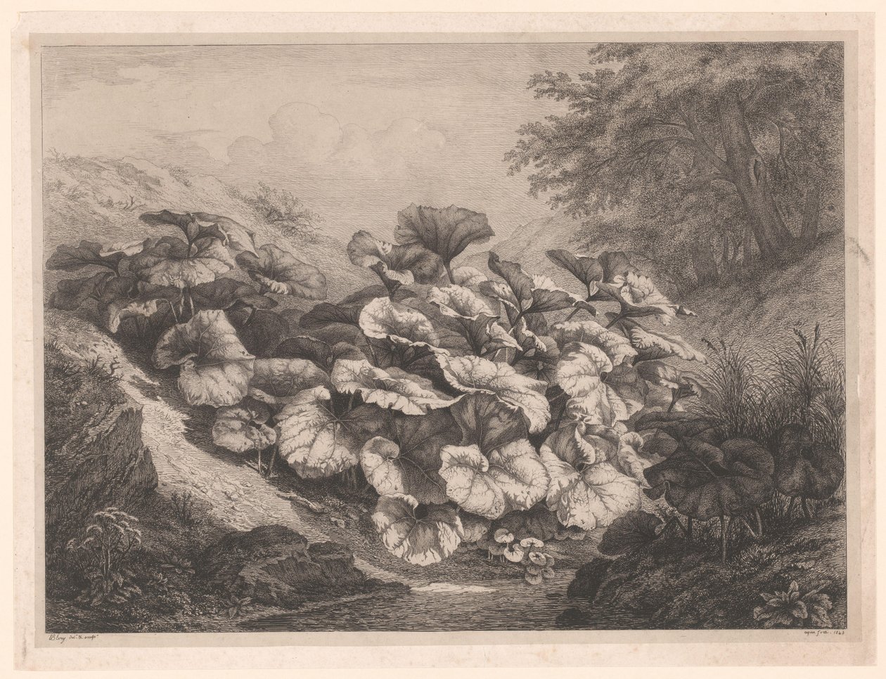 Groot hoefblad Los grandes Coltsfoots Vier grote plant soorten (título de la serie) Las cuatro grandes plantas (título de la serie) de Eugene Bléry